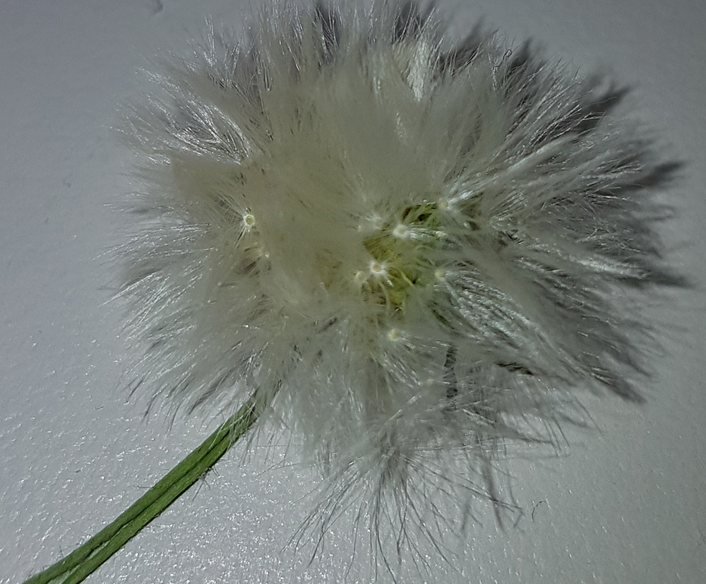 fluffy dandelion